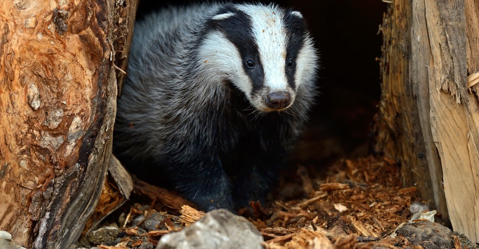 UK badgers - not under threat from Brexit but from current UK government policy.