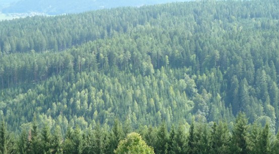 Government must refine the subsidy mechanism to reflect carbon storage potential of wood - comment by Norbord Europe